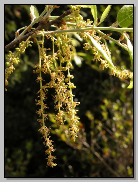 Quercus ilex / leccio